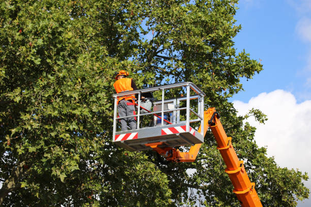 Professional Tree Services in New Sarpy, LA